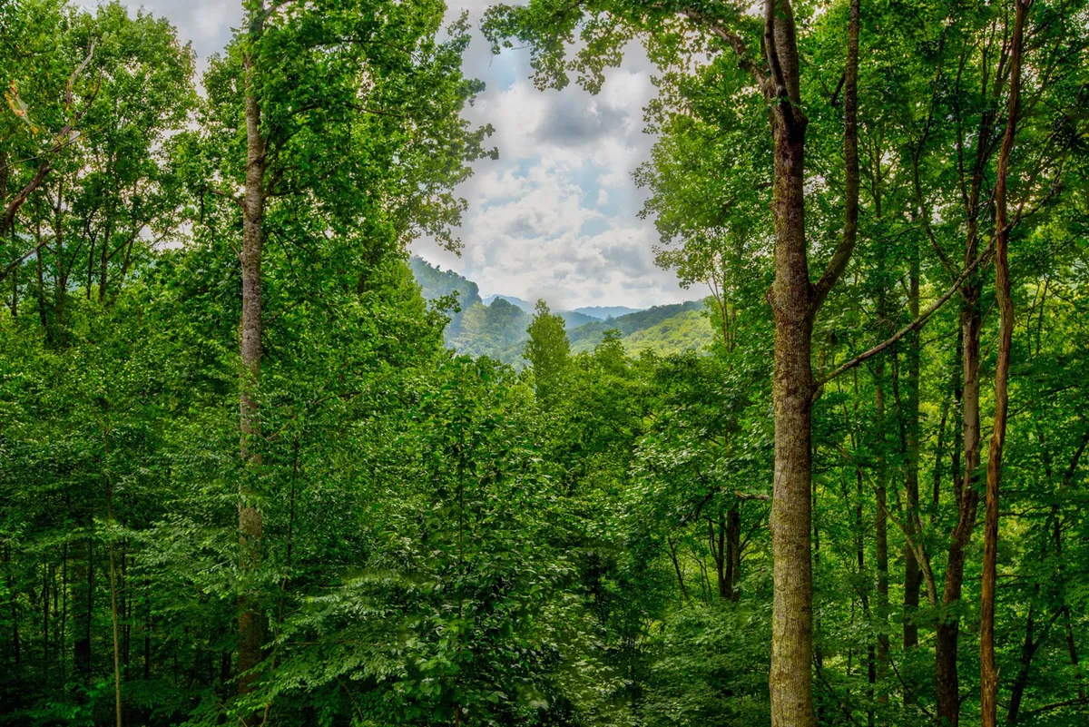 A wide, tranquil view of lush green trees with distant mountain peaks beneath a partly cloudy sky. The image captures the expansive natural environment, ideal for hiking, nature photography, and wildlife observation.